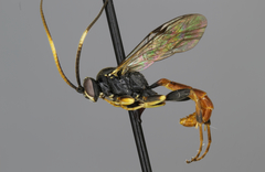 Stenobarichneumon saundersii