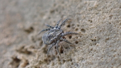 Allocaeculus