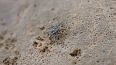 Allocaeculus