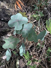 Manihot peltata