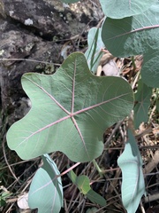 Manihot peltata