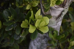 Elaeodendron laneanum