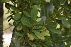 Elaeodendron laneanum
