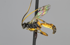 Stenobarichneumon pygmaeops