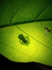 Espadarana prosoblepon