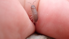 Porcellio gallicus