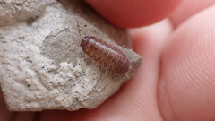 Porcellio gallicus