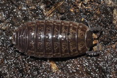 Porcellio gallicus