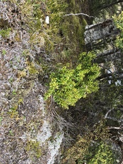 Gaultheria crassa
