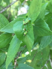 Celticecis spiniformis