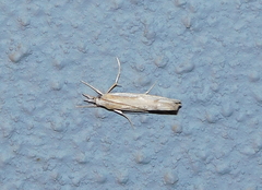 Agriphila trabeatellus