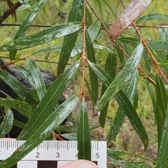 Angophora bakeri