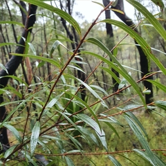 Angophora bakeri