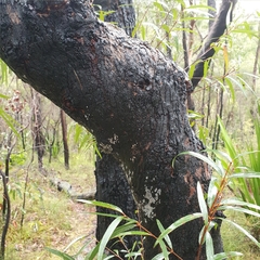 Angophora bakeri