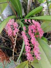 Rodriguezia lanceolata