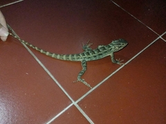 Calotes versicolor