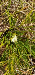 Aciphylla polita