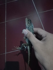 Calotes versicolor