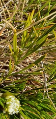 Aciphylla polita