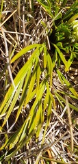 Aciphylla polita