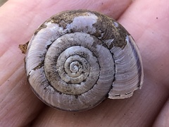 Helminthoglypta uvasana