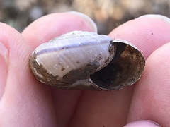 Helminthoglypta uvasana