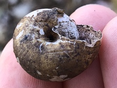 Helminthoglypta uvasana