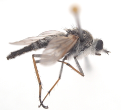 Acrosathe annulata