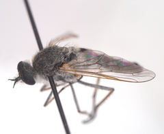 Acrosathe annulata