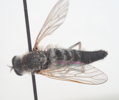 Acrosathe annulata