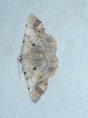 Aeolochroma quadrilinea