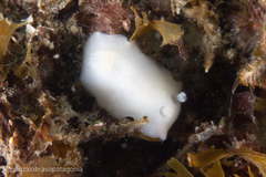 Diaulula punctuolata