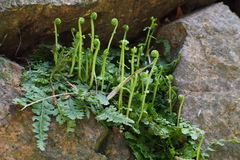 Asplenium incisum