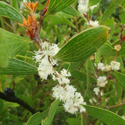 Image of Hakea dactyloides by (c) ronavery, some rights reserved (CC BY)