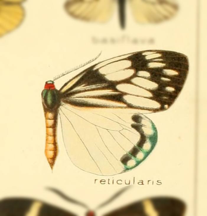Milleria reticularis
