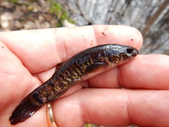 Umbra limi