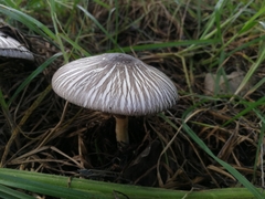 Agaricus endoxanthus