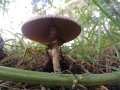 Agaricus endoxanthus