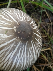 Agaricus endoxanthus