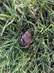 Hypopachus variolosus