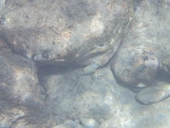 Chaetodon multicinctus