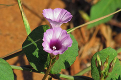 Ipomoea grandifolia