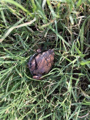 Hypopachus variolosus