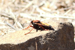 Asilus barbarus