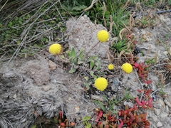 Craspedia uniflora maritima