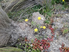 Craspedia uniflora maritima