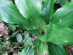 Aechmea magdalenae