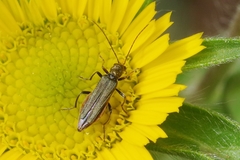 Oedemera flavipes