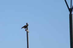 Parabuteo unicinctus