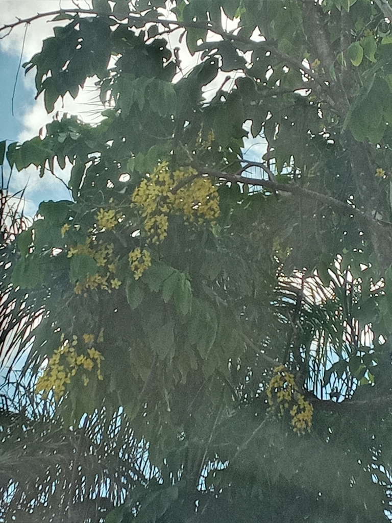 Golden shower tree from entrada finca Robbie, Mariato District, Panama
